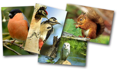 RMG Wildlife Greeting Cards