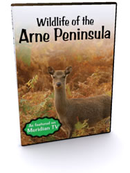 Wildlife of the Arne Peninsula