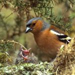 chaffinch at the nest